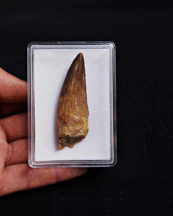 SONY DSC Diente de Spinosaurus