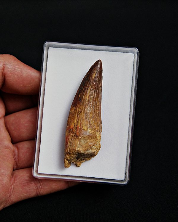 SONY DSC Diente de Spinosaurus