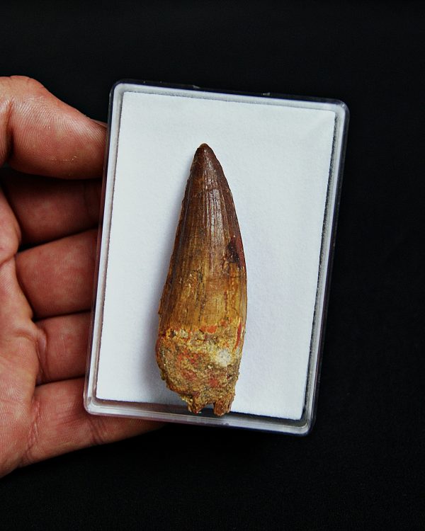 SONY DSC Diente de Spinosaurus