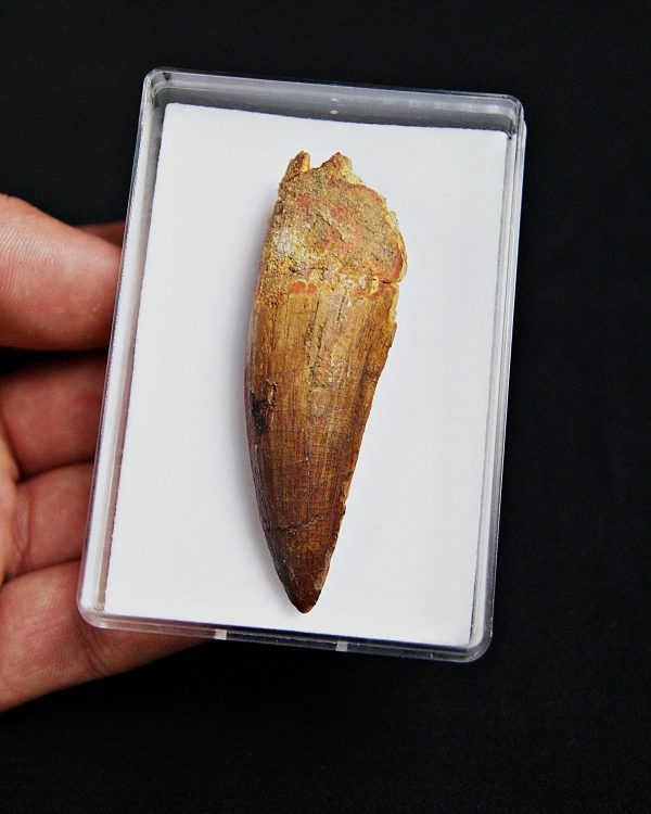 SONY DSC Diente de Spinosaurus