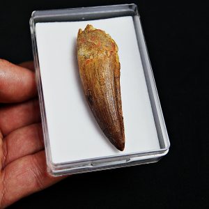 Diente de Spinosaurus