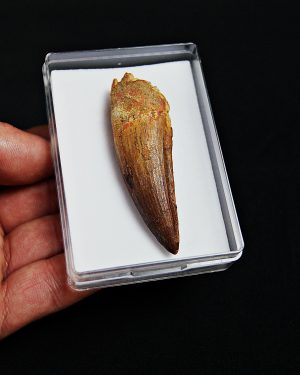 Diente de Spinosaurus