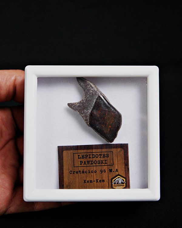 SONY DSC Escama de Lepidotes alta calidad