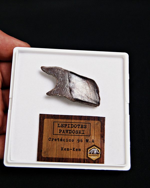 SONY DSC Escama de Lepidotes alta calidad