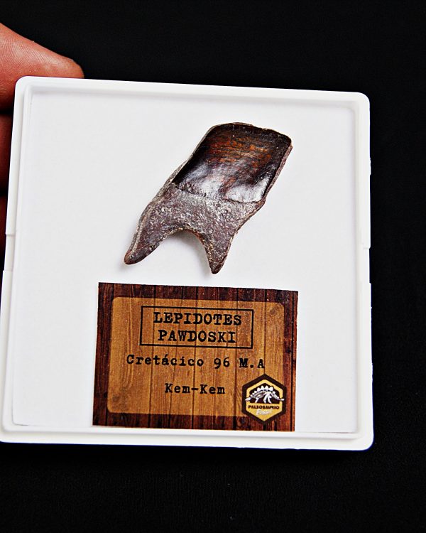 SONY DSC Escama de Lepidotes alta calidad