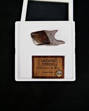 Escama de Lepidotes alta calidad