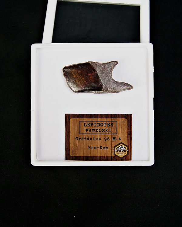 SONY DSC Escama de Lepidotes alta calidad