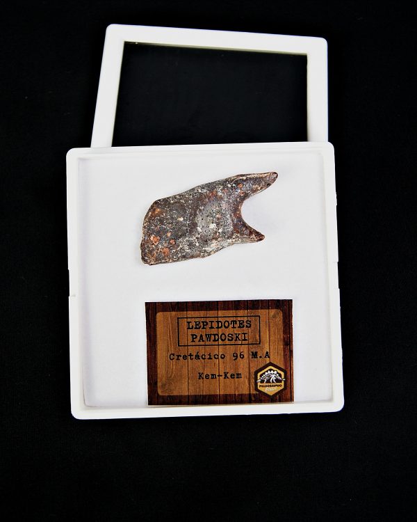 SONY DSC Escama de Lepidotes alta calidad