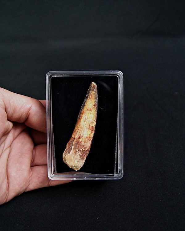 SONY DSC Diente de Spinosaurus aegyptiacus