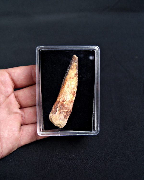 SONY DSC Diente de Spinosaurus aegyptiacus