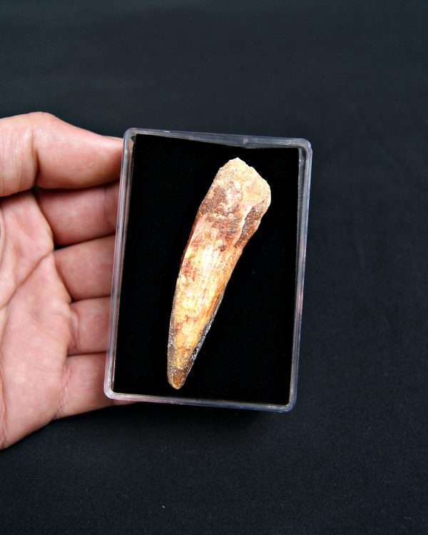 SONY DSC Diente de Spinosaurus aegyptiacus