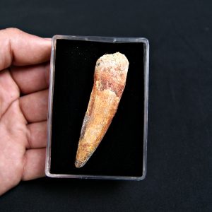 Diente de Spinosaurus aegyptiacus