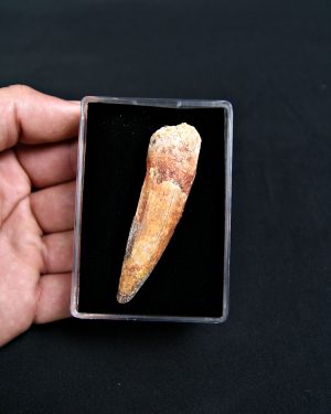 Diente de Spinosaurus aegyptiacus