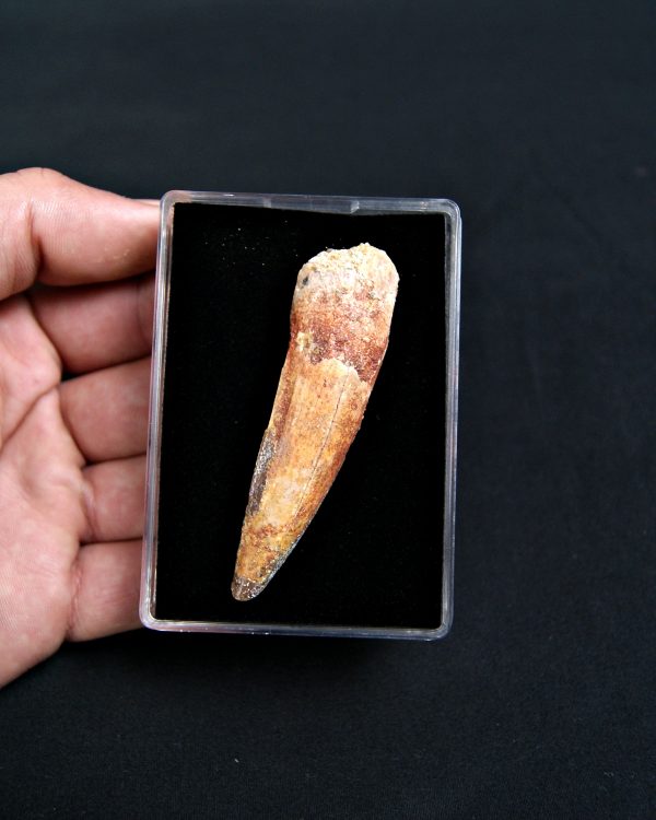 SONY DSC Diente de Spinosaurus aegyptiacus