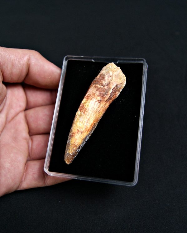 SONY DSC Diente de Spinosaurus aegyptiacus