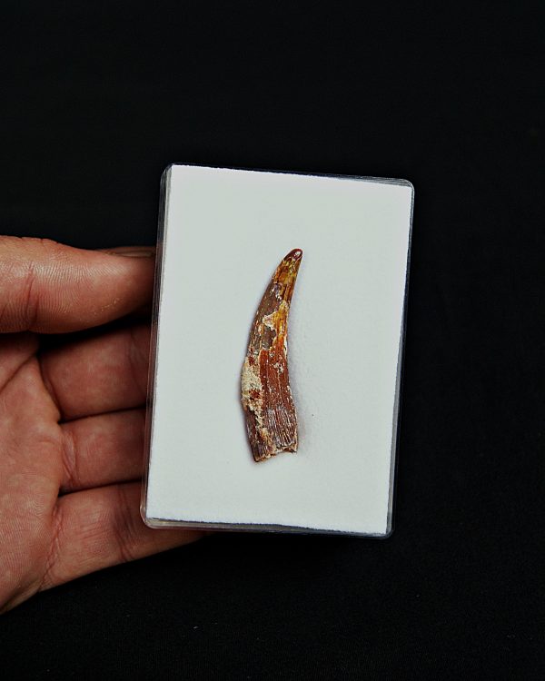 Calidad grado gema pterosaurio