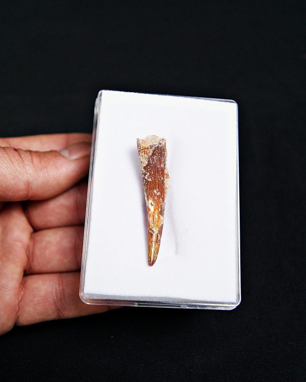 Calidad grado gema pterosaurio