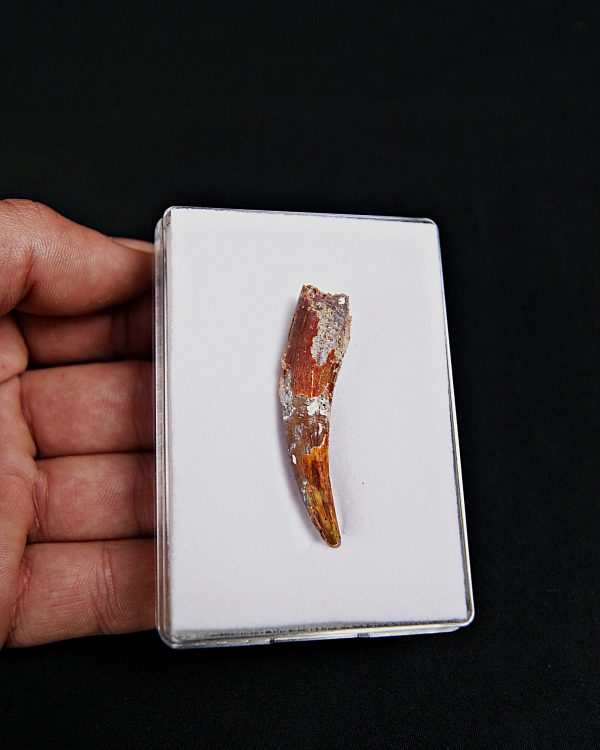 Calidad grado gema pterosaurio