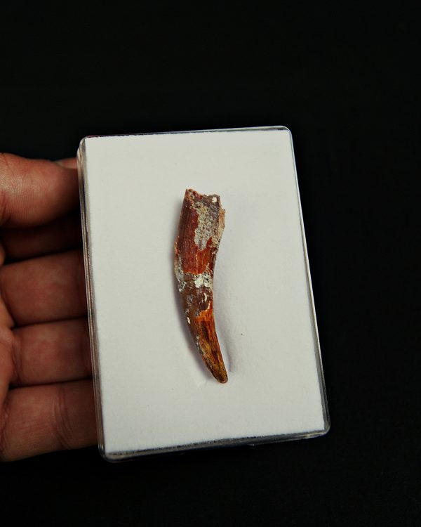 Calidad grado gema pterosaurio