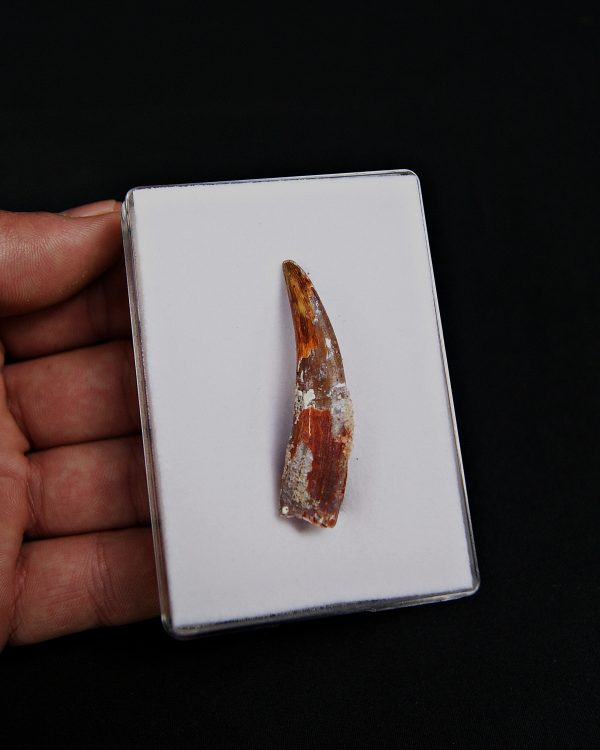 Calidad grado gema pterosaurio