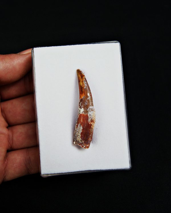 Calidad grado gema pterosaurio