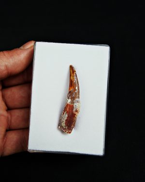 Calidad grado gema pterosaurio