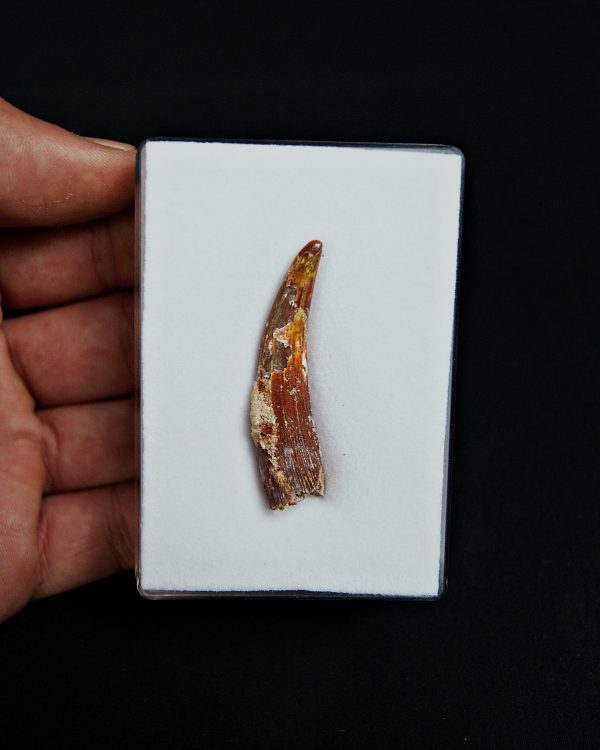 Calidad grado gema pterosaurio