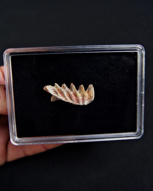 Neoceratodus pieza única calidad grado gema