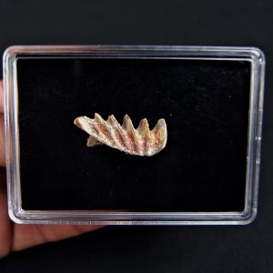 Neoceratodus pieza única calidad grado gema