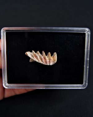 Neoceratodus pieza única calidad grado gema