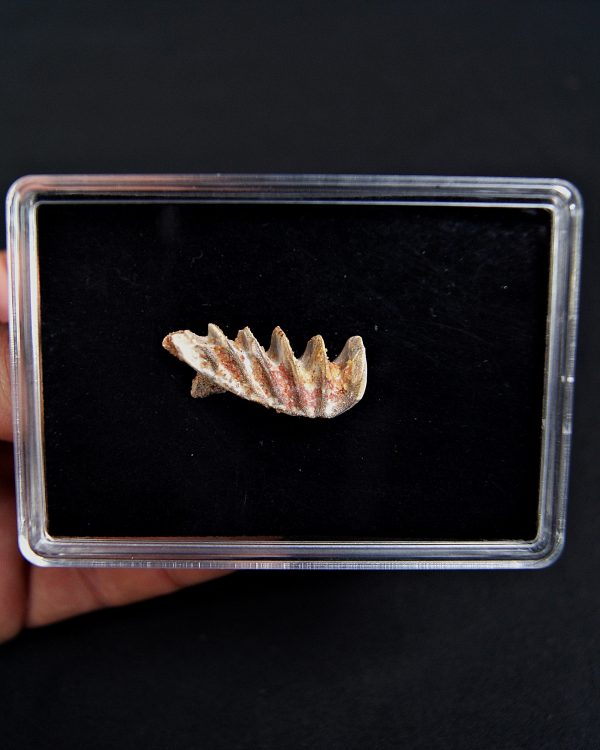 Neoceratodus pieza única calidad grado gema