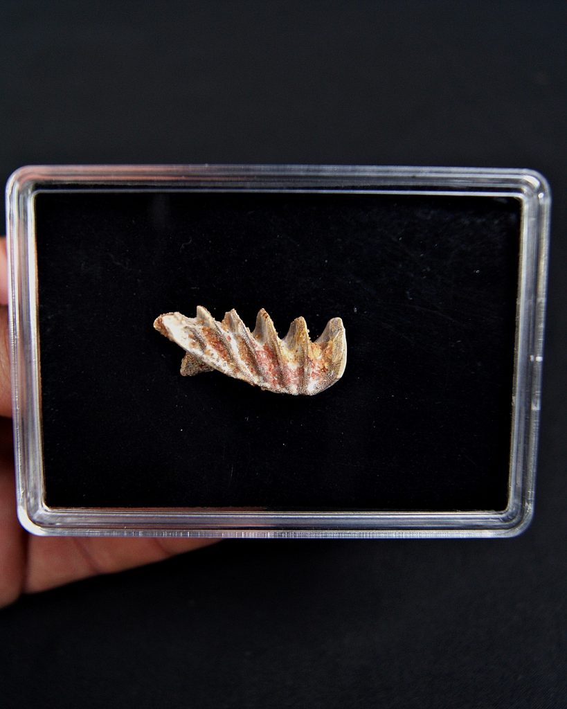 Neoceratodus pieza única calidad grado gema