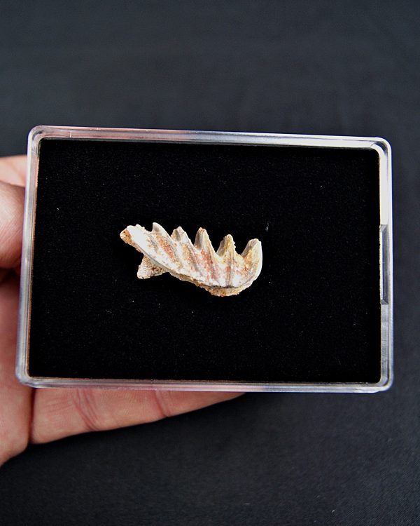 Neoceratodus pieza única calidad grado gema