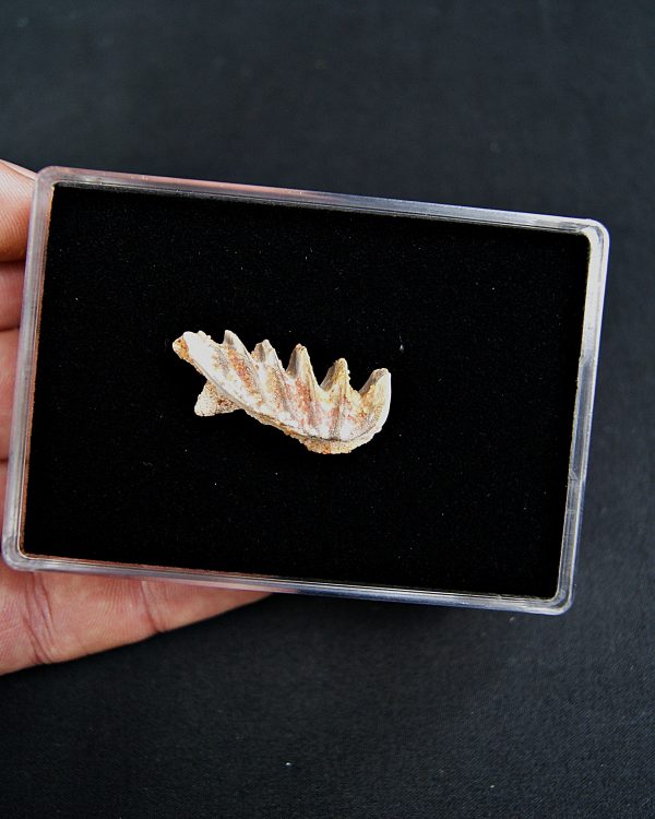 Neoceratodus pieza única calidad grado gema