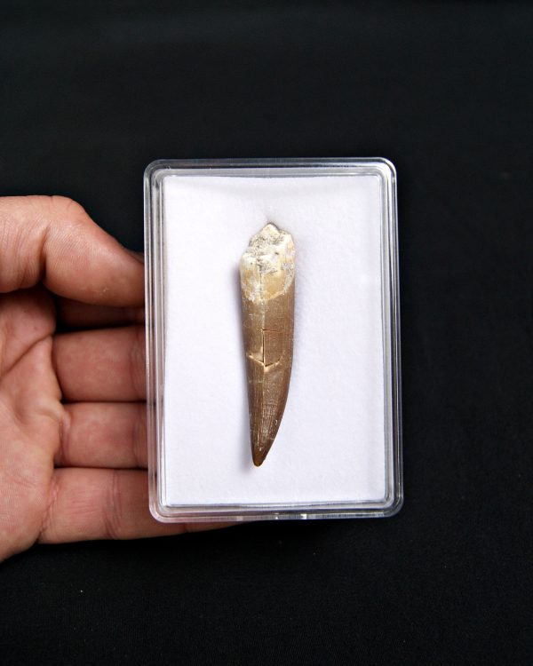 SONY DSC Diente de plesiosaurio