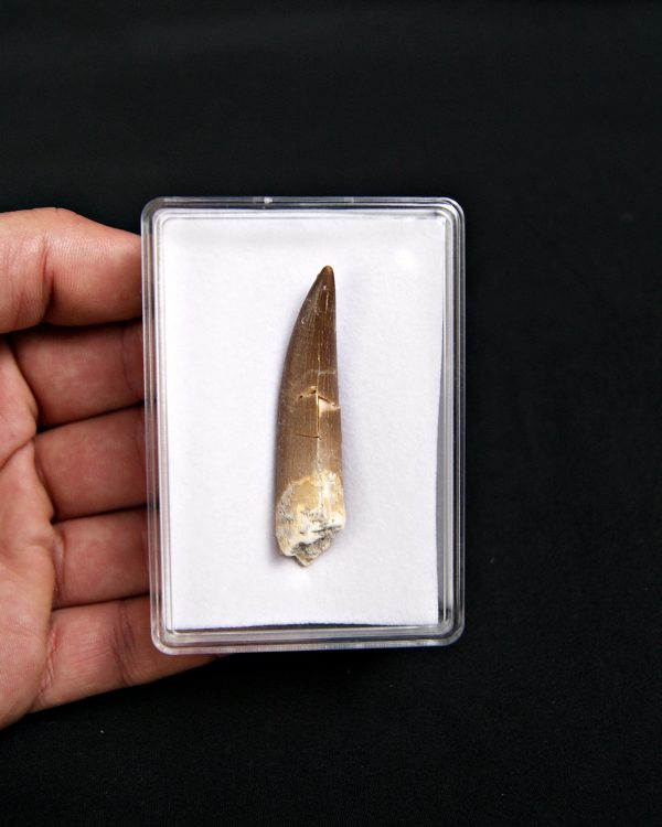 SONY DSC Diente de plesiosaurio