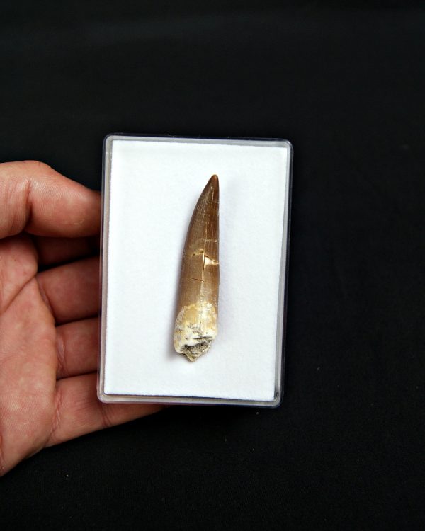 SONY DSC Diente de plesiosaurio