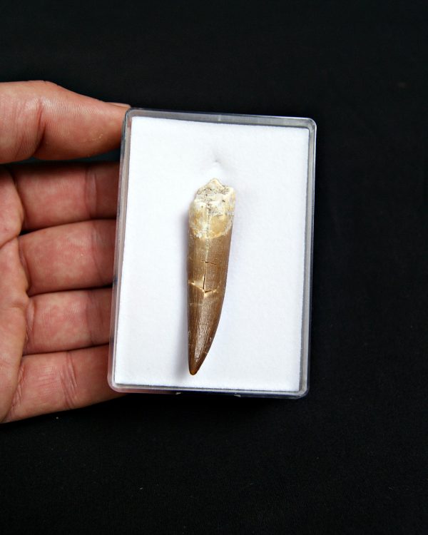 SONY DSC Diente de plesiosaurio