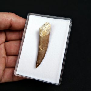 Diente de plesiosaurio