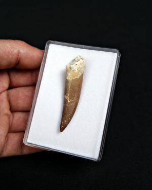 Diente de plesiosaurio