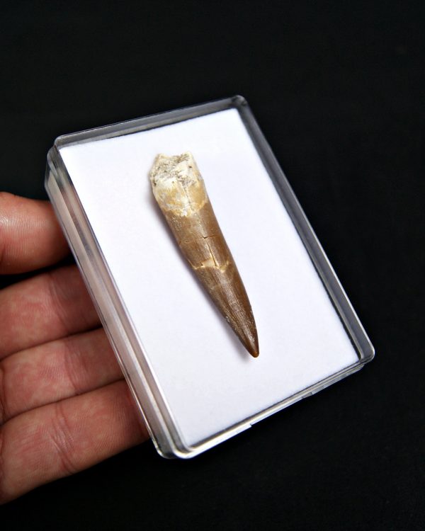 SONY DSC Diente de plesiosaurio