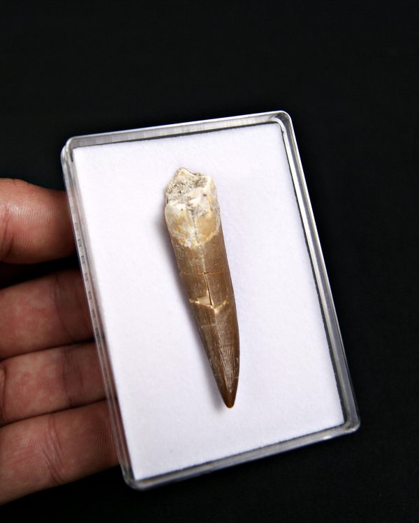 SONY DSC Diente de plesiosaurio