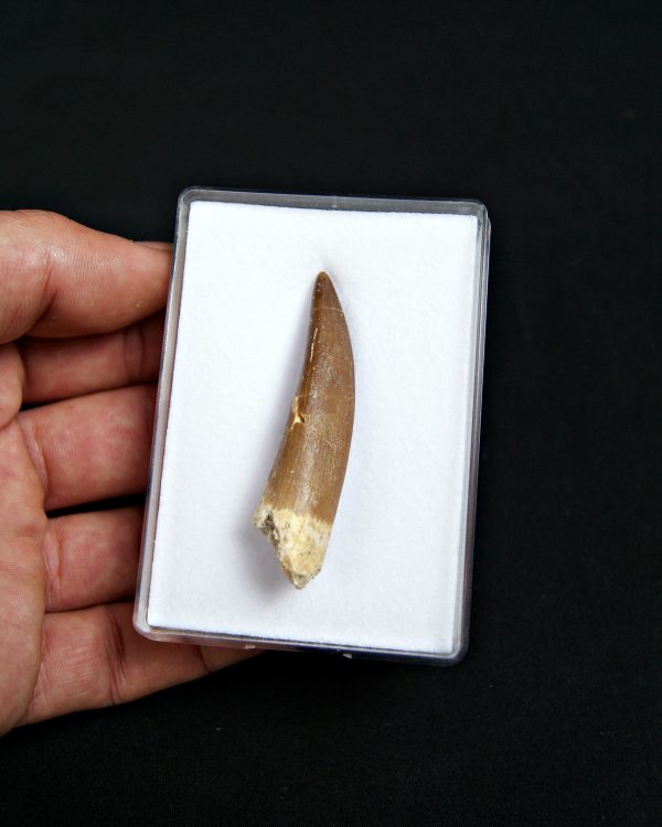 SONY DSC Diente de plesiosaurio