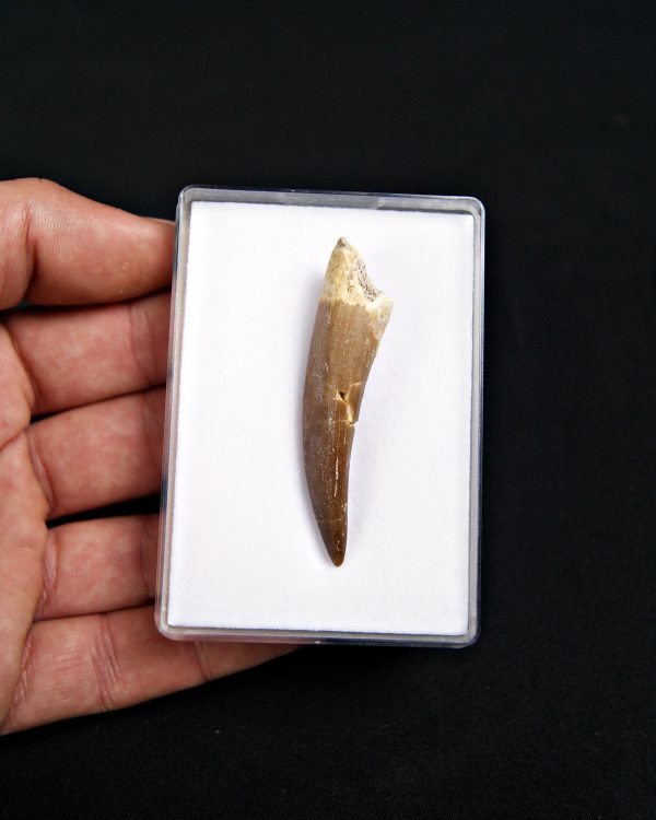 SONY DSC Diente de plesiosaurio