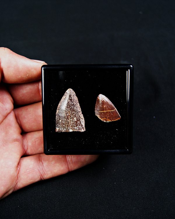 SONY DSC Colección Carcharodontosaurus saharicus