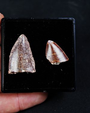 Colección Carcharodontosaurus saharicus