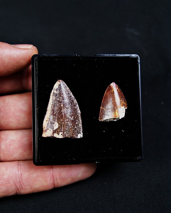 SONY DSC Colección Carcharodontosaurus saharicus