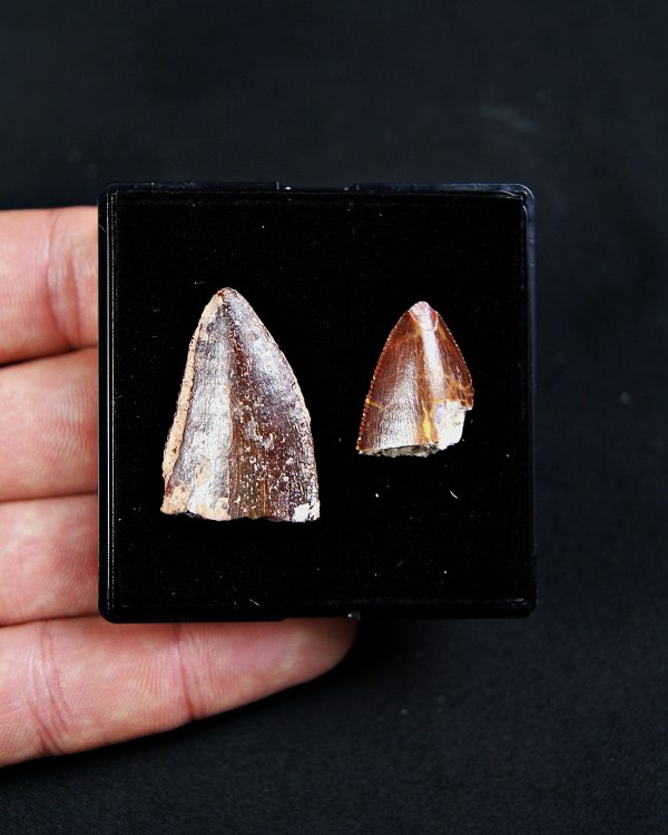 SONY DSC Colección Carcharodontosaurus saharicus