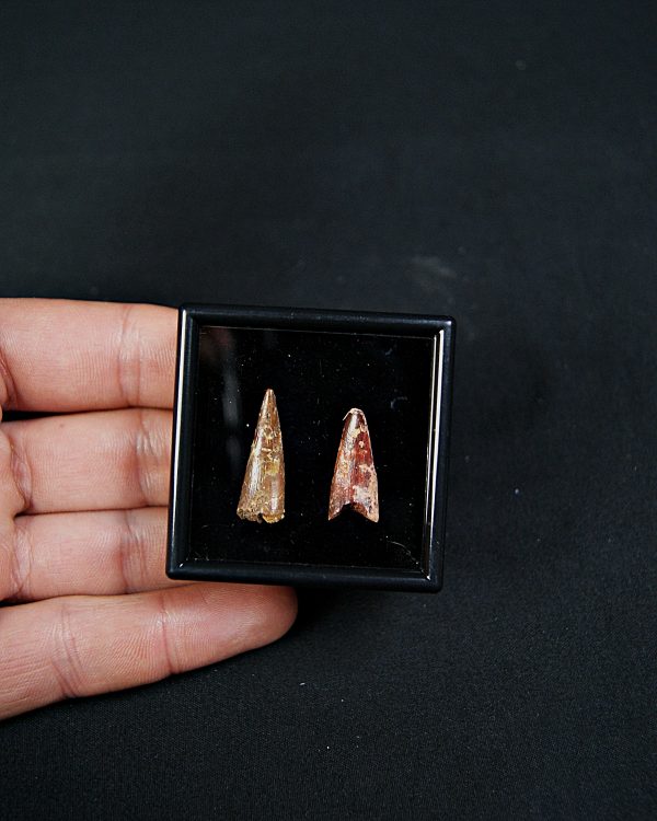 Colección pterosaurio