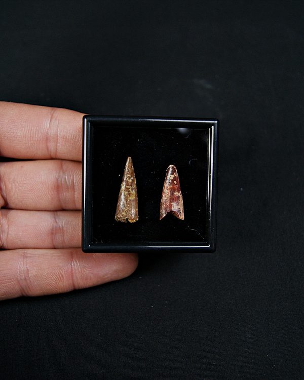 Colección pterosaurio